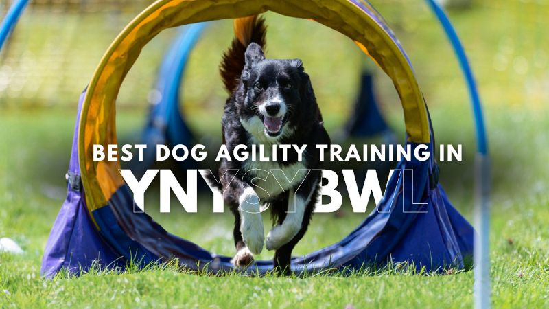 Best Dog Agility Training in Ynysybwl