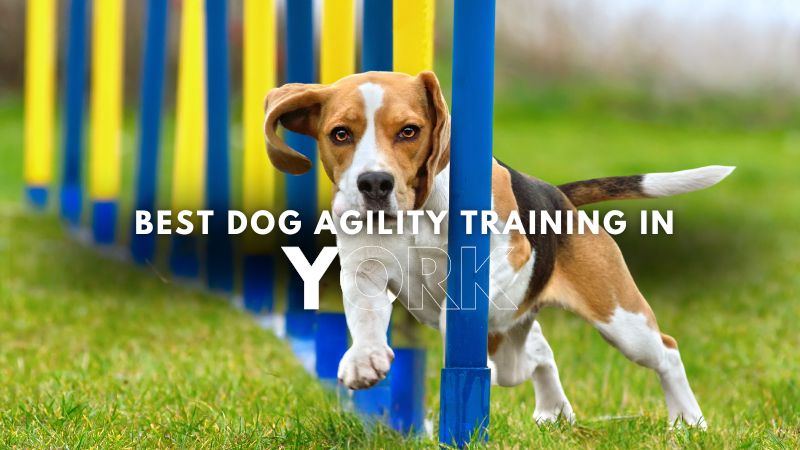 Best Dog Agility Training in York