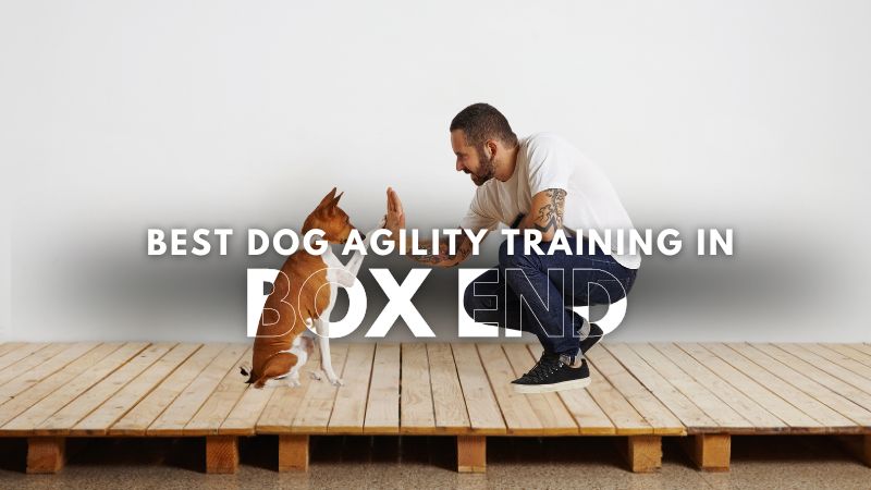 Best Dog Agility Training in_Box End