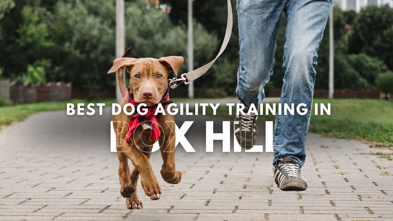 Best Dog Agility Training in_Box Hill