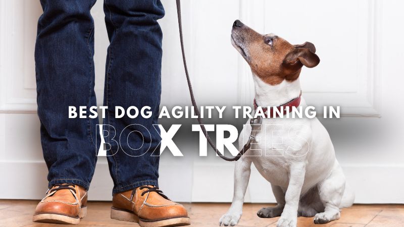 Best Dog Agility Training in_Box Trees