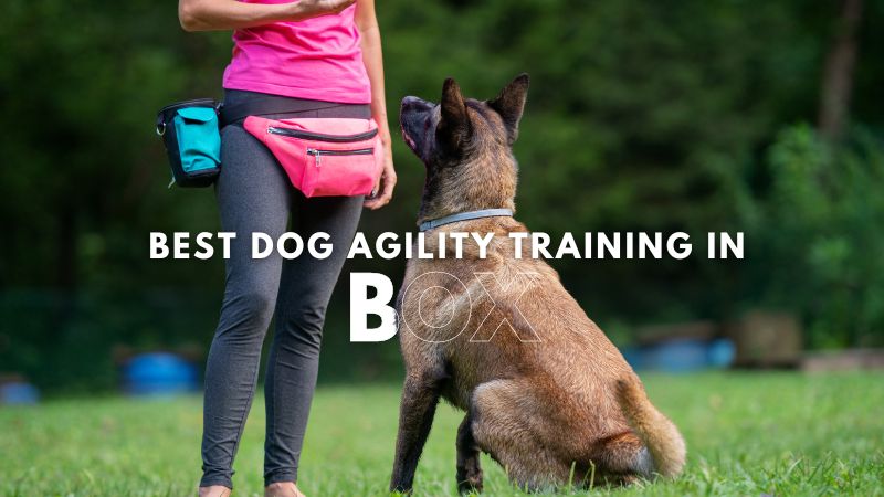 Best Dog Agility Training in_Box