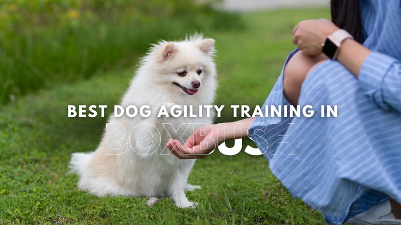 Best Dog Agility Training in Boxbush