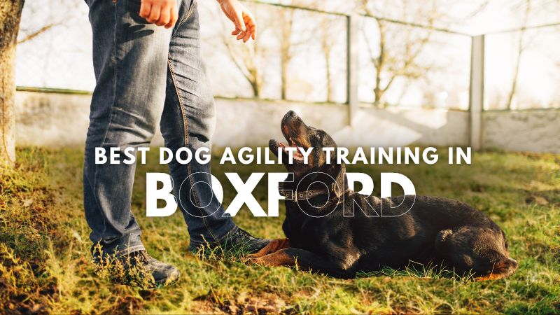 Best Dog Agility Training in_Boxford