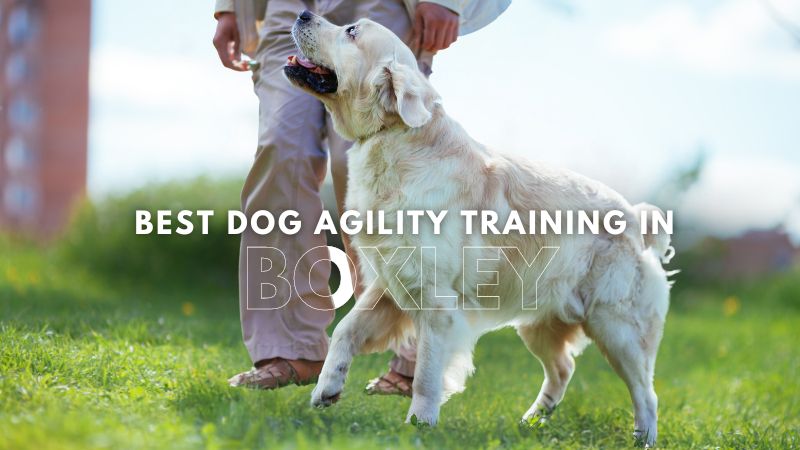 Best Dog Agility Training in_Boxley