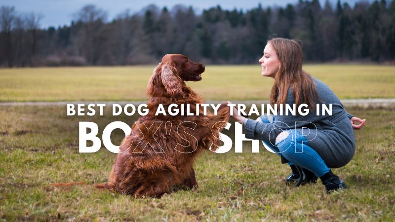 Best Dog Agility Training in_Box's Shop