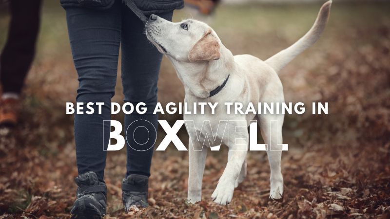 Best Dog Agility Training in_Boxwell