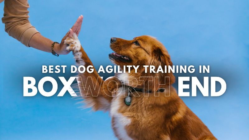 Best Dog Agility Training in_Boxworth End