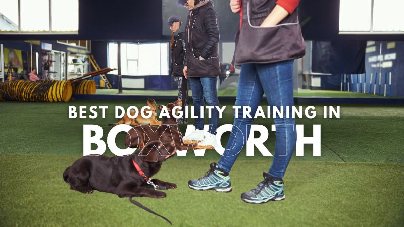 Best Dog Agility Training in_Boxworth