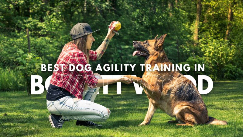 Best Dog Agility Training in_Boyatt Wood