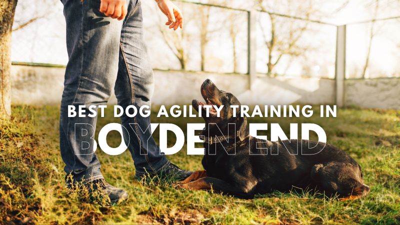Best Dog Agility Training in_Boyden End