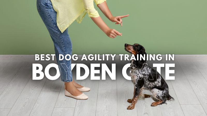 Best Dog Agility Training in_Boyden Gate