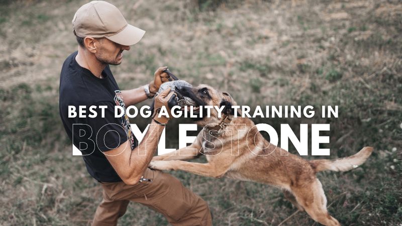 Best Dog Agility Training in_Boylestone