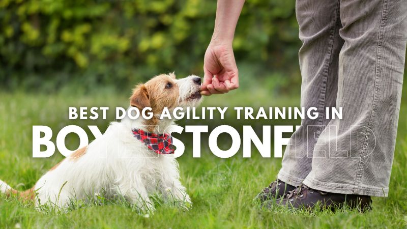 Best Dog Agility Training in_Boylestonfield