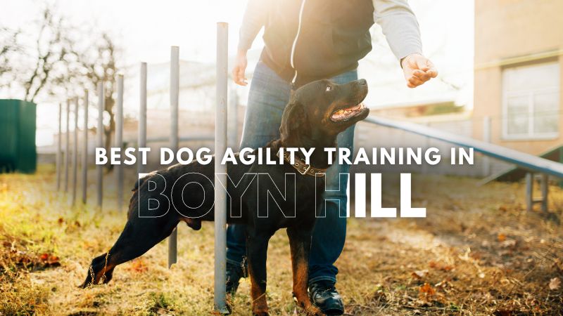 Best Dog Agility Training in_Boyn Hill