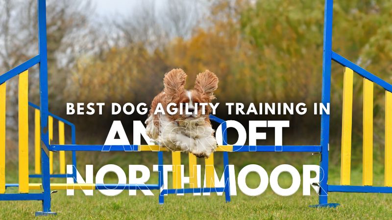 Dog Agility Training in Ancroft Northmoor