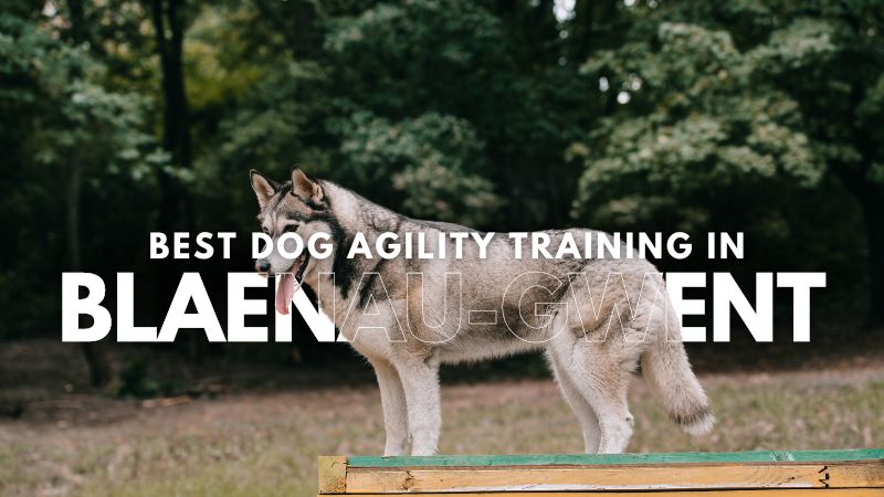 Best Dog Agility Training in Blaenau-Gwent