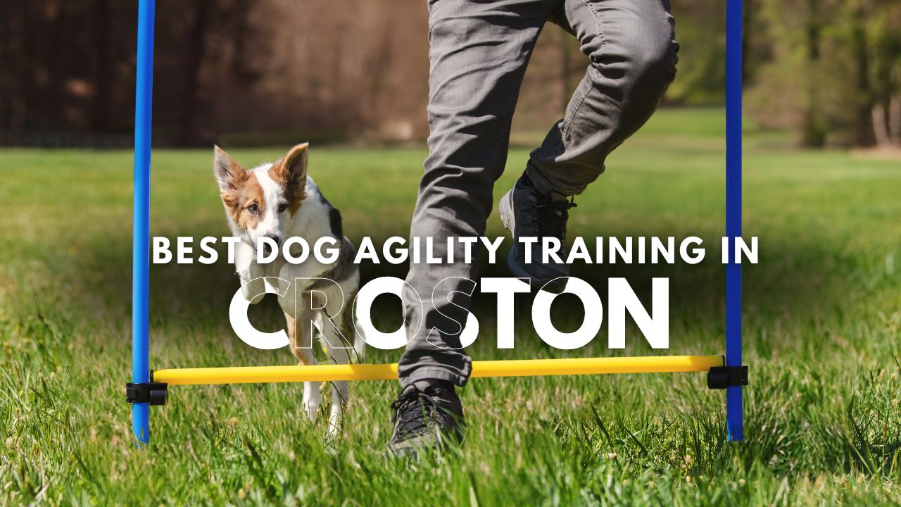 Best Dog Agility Training in Croston